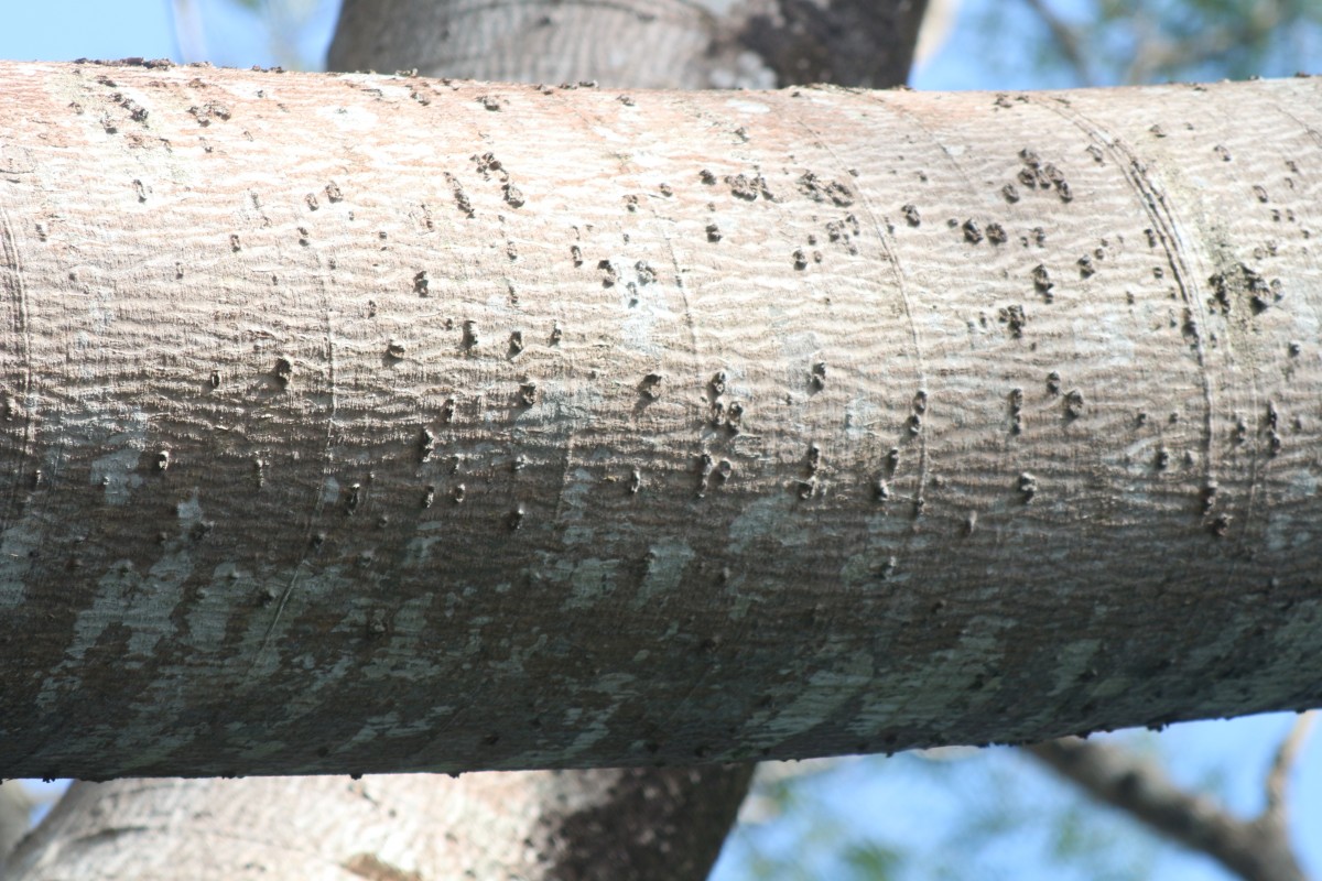 Enterolobium cyclocarpum (Jacq.) Griseb.